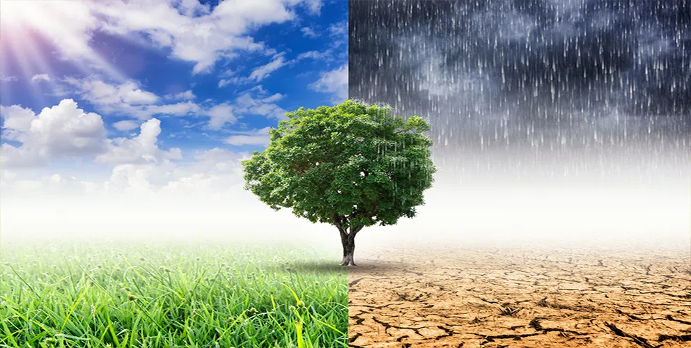 Photoshop image with a tree in the middle and all weather conditions around it