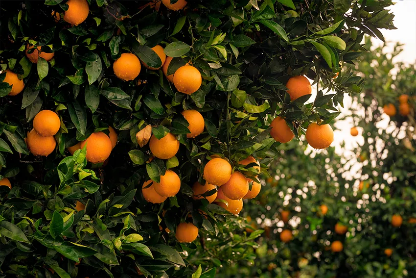 Image of Orange Trees with oranges