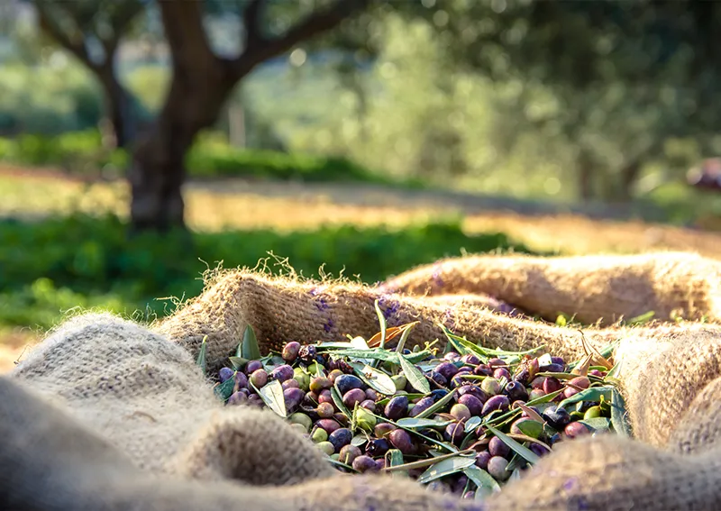 image of harvested olives