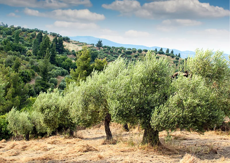 image of olive trees